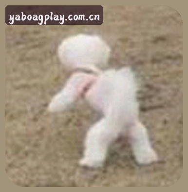 张磊